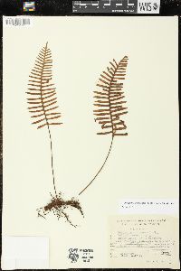 Pleopeltis madrensis image