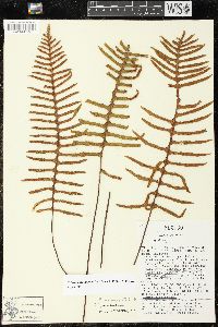 Pleopeltis madrensis image