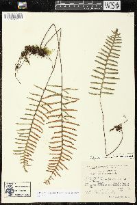 Pleopeltis madrensis image