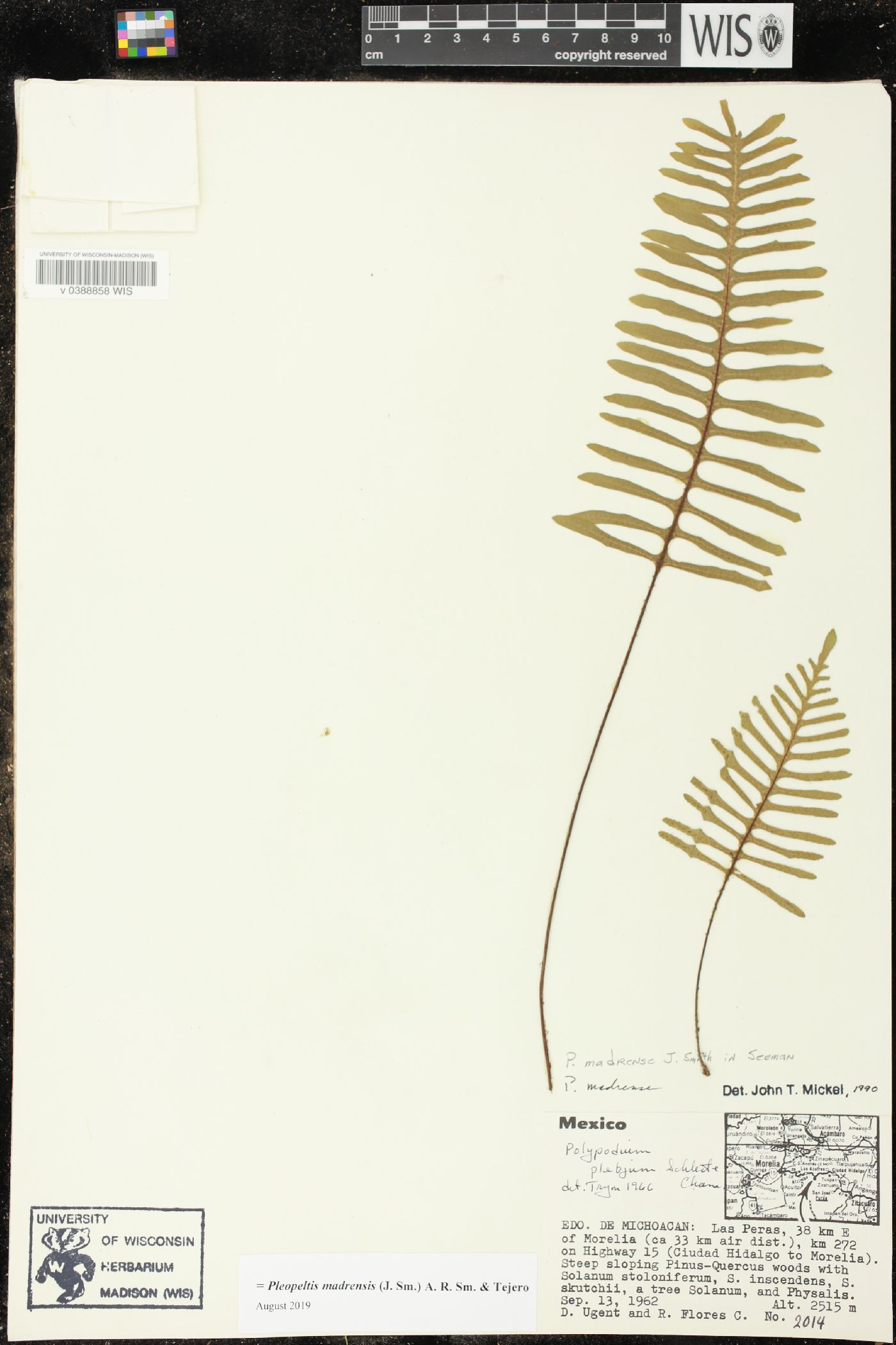 Pleopeltis madrensis image
