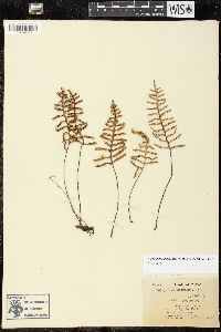 Pleopeltis madrensis image