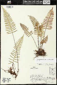 Pleopeltis madrensis image