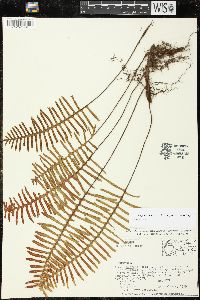 Pleopeltis madrensis image