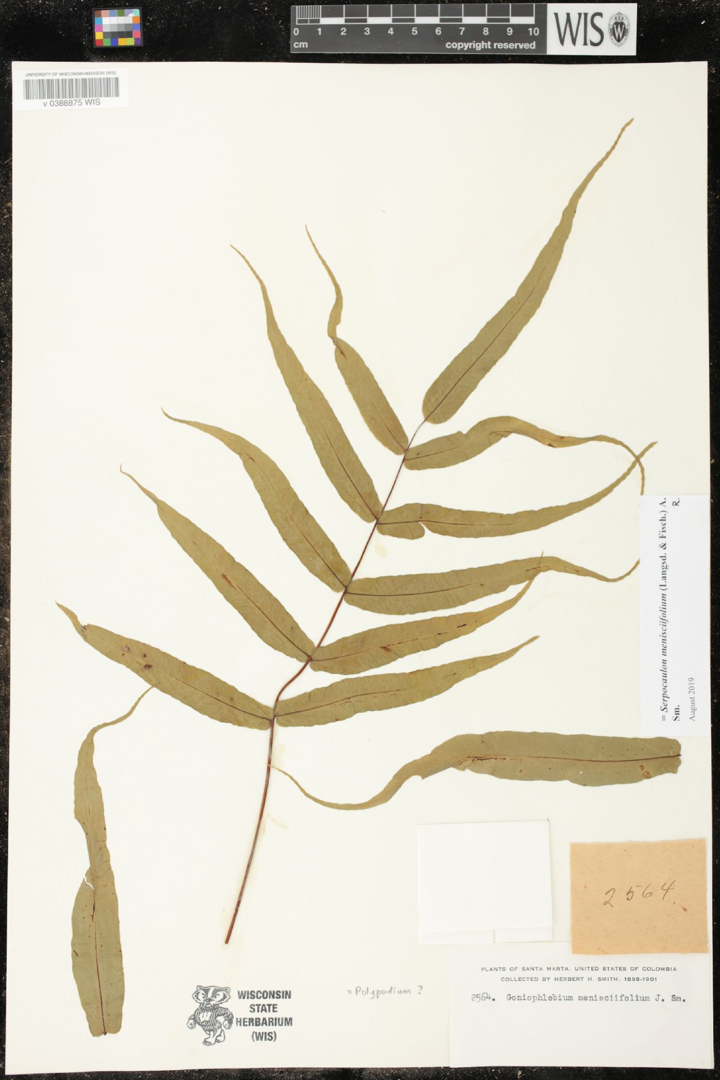 Serpocaulon menisciifolium image