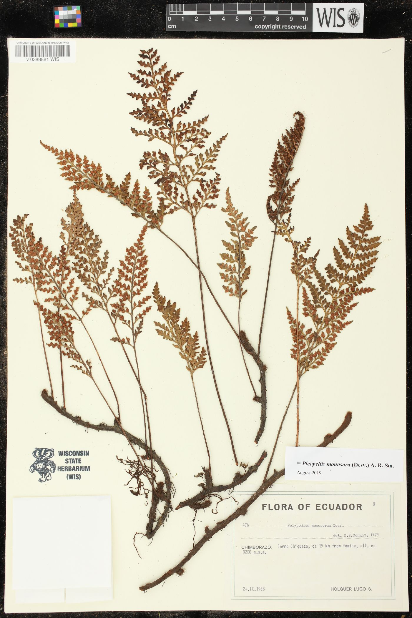 Pleopeltis monosora image