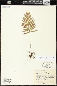 Pleopeltis montigena image