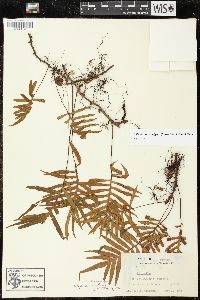 Pleopeltis montigena image