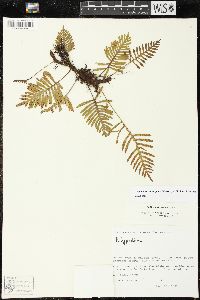 Pleopeltis montigena image