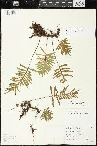 Pleopeltis montigena image
