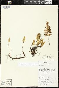 Pleopeltis montigena image