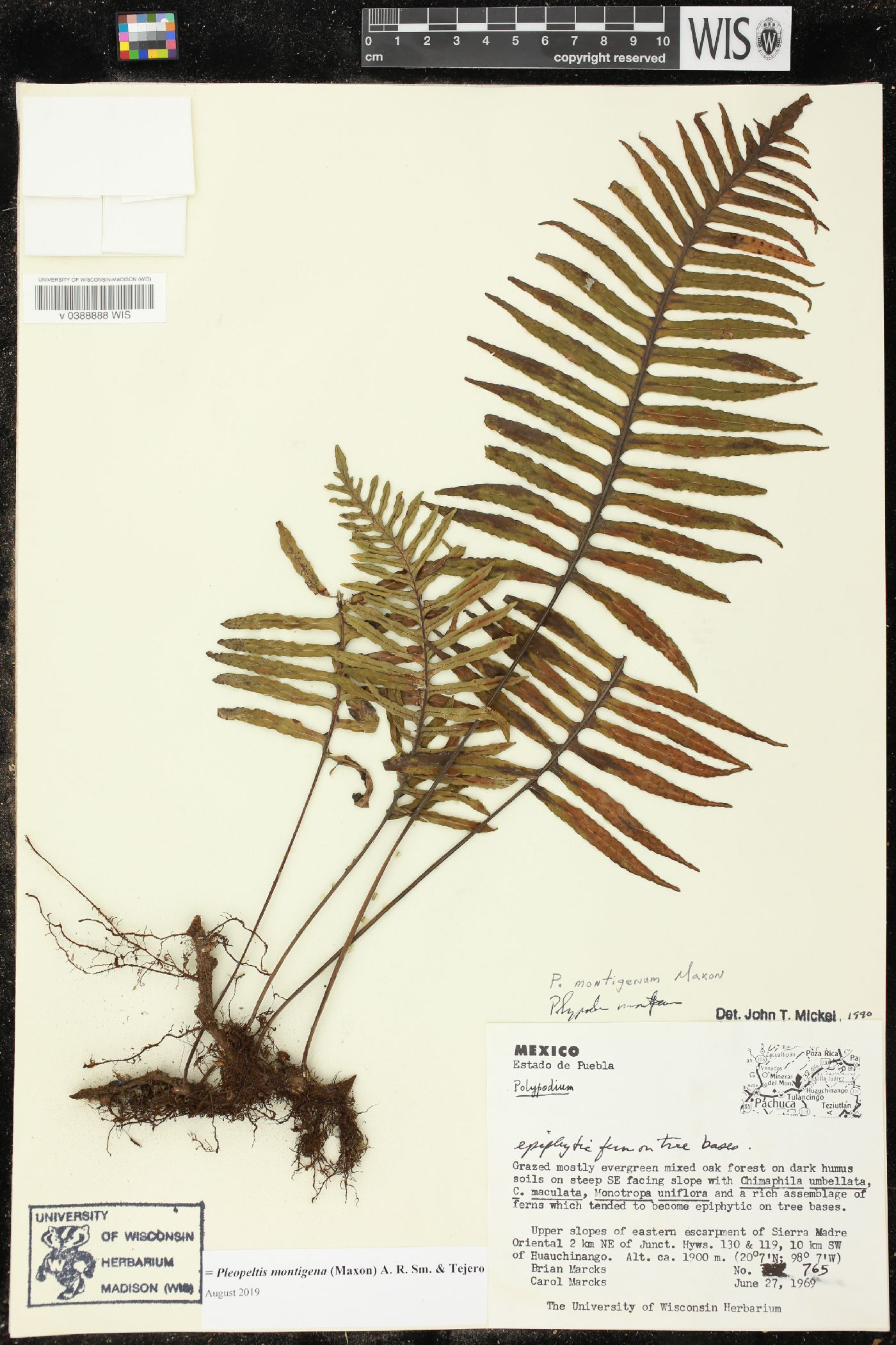 Pleopeltis montigena image