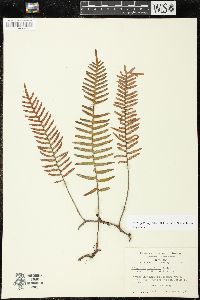 Pleopeltis myriolepis image