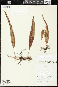 Microgramma percussa image
