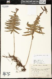 Media resource of Serpocaulon subandinum