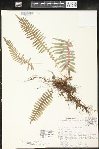 Polypodium rhodopleuron image