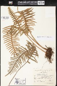 Pleopeltis rosei image