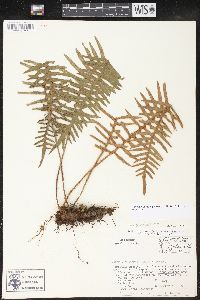 Pleopeltis rosei image