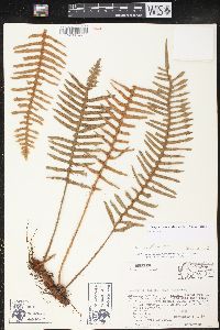 Pleopeltis rosei image