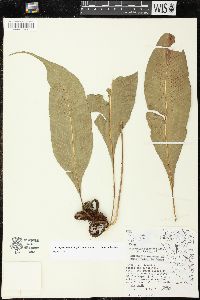 Campyloneurum sphenodes image