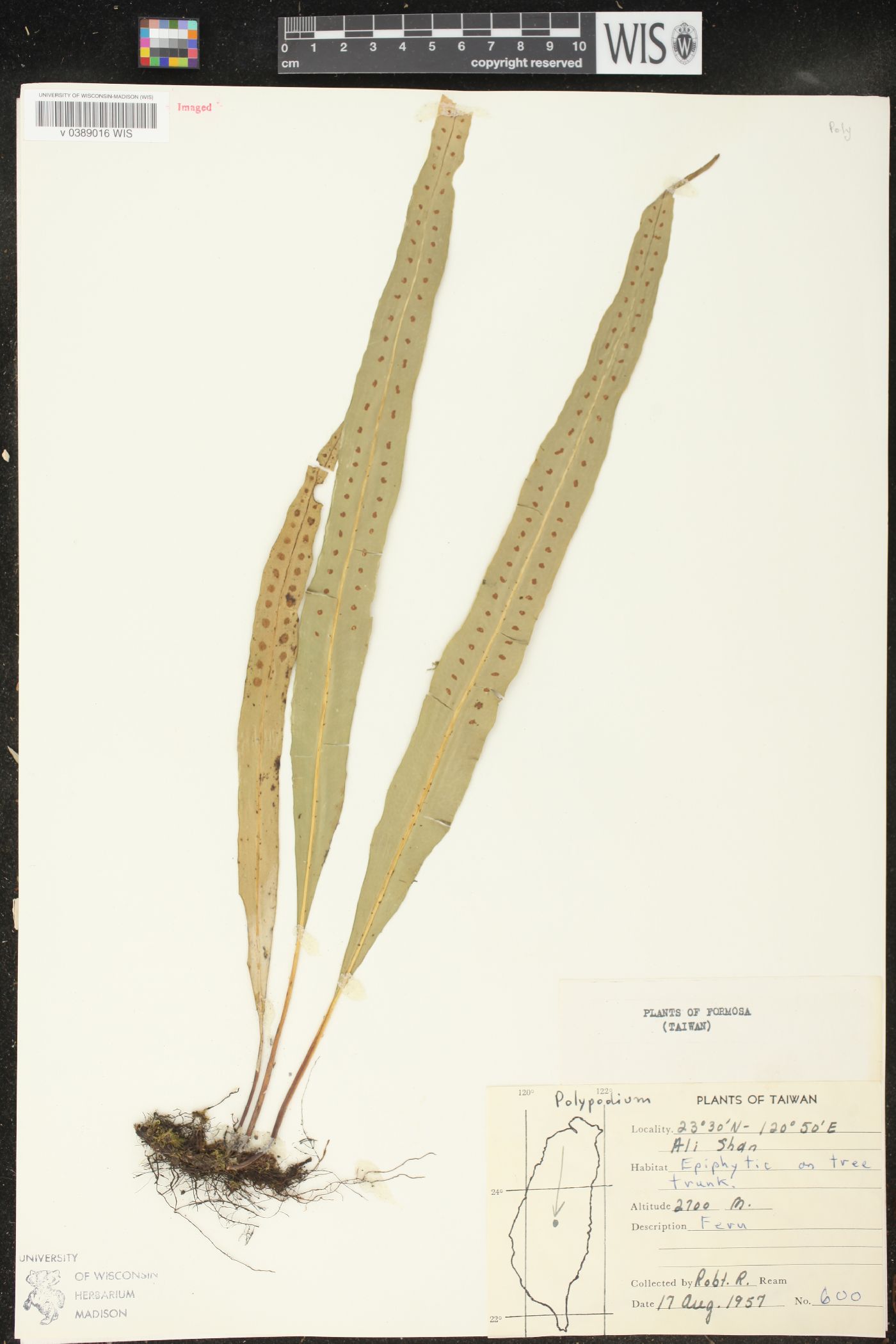 Polypodium pleolepis image