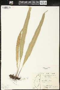 Image of Polypodium pleolepis