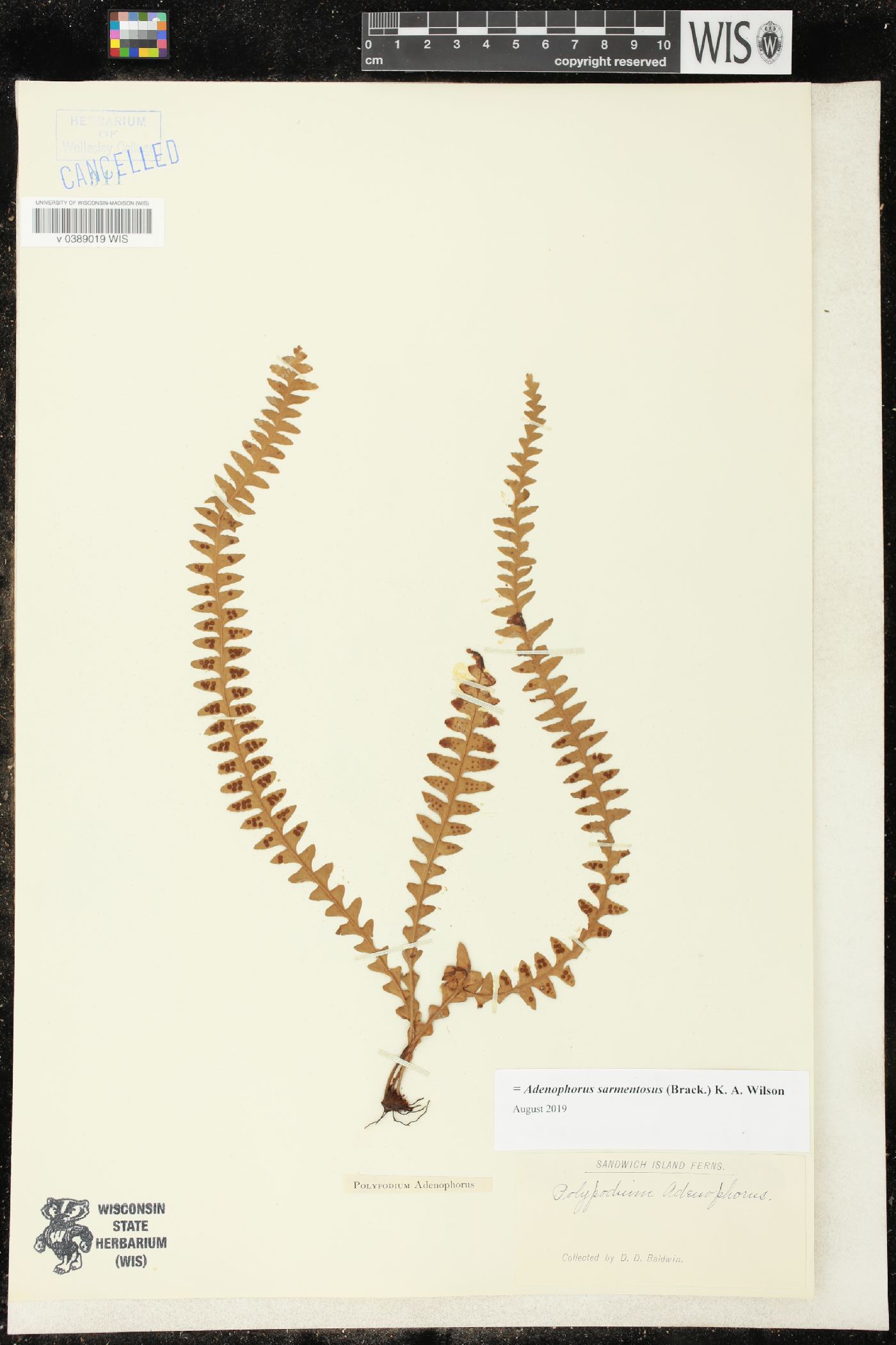 Adenophorus sarmentosus image