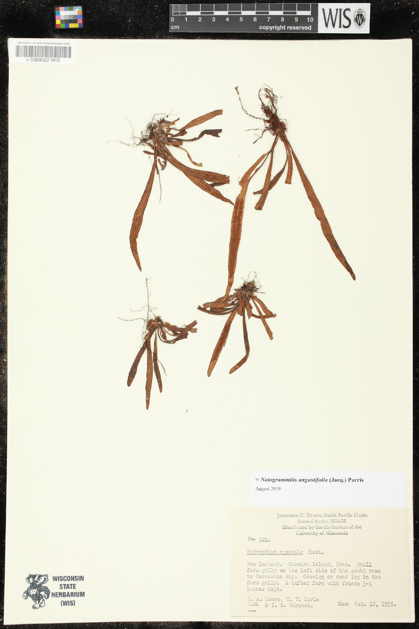 Notogrammitis heterophylla image