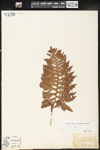 Polypodium cambricum image