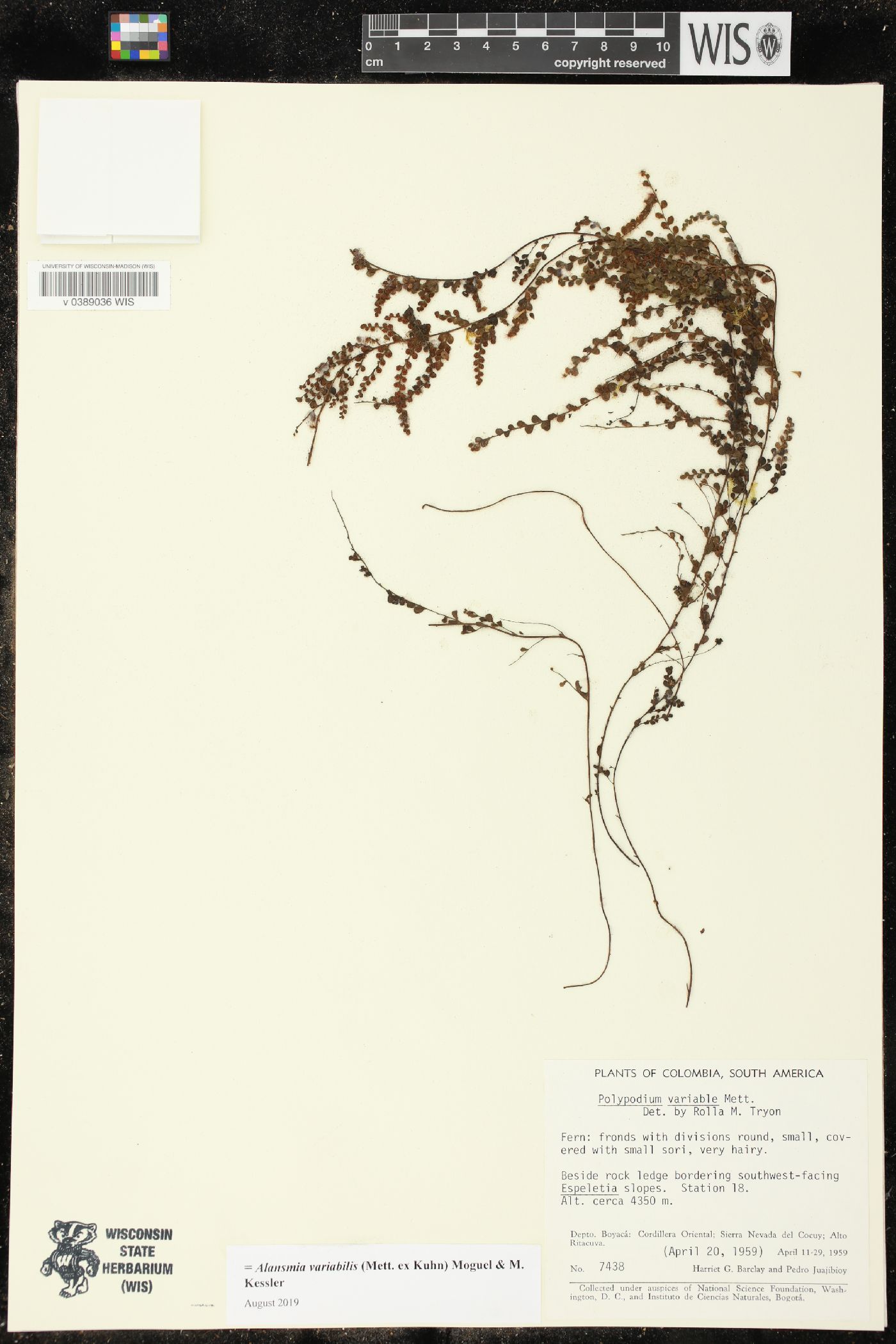 Alansmia variabilis image
