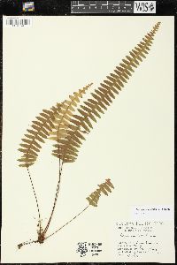 Mycopteris taxifolia image