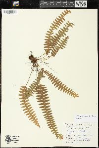 Mycopteris taxifolia image