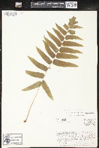 Polypodium subpetiolatum image