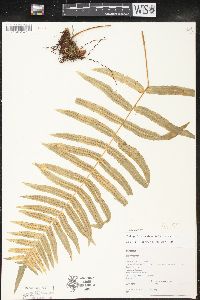 Polypodium subpetiolatum image