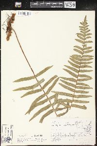 Polypodium subpetiolatum image