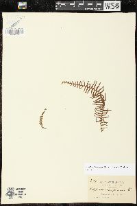 Lellingeria suspensa image