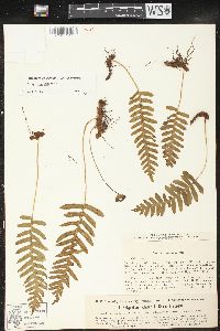 Polypodium vulgare image