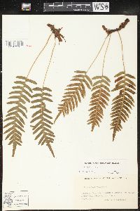 Polypodium vulgare image