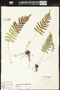 Polypodium vulgare image