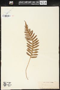 Polypodium vulgare image