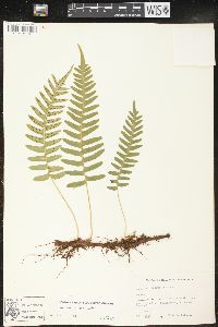 Polypodium vulgare image