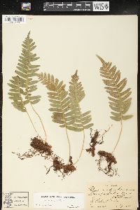 Polypodium vulgare image