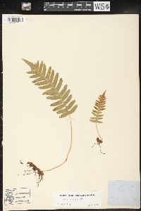 Polypodium vulgare image