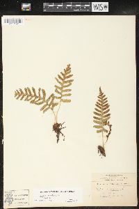 Polypodium vulgare image