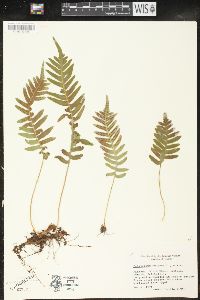 Polypodium vulgare image