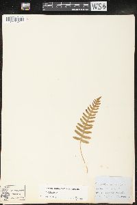 Polypodium vulgare image