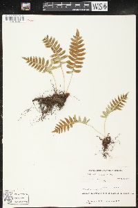 Polypodium vulgare image