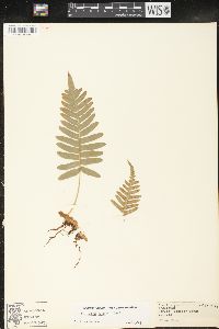 Polypodium vulgare image