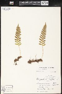 Polypodium vulgare image