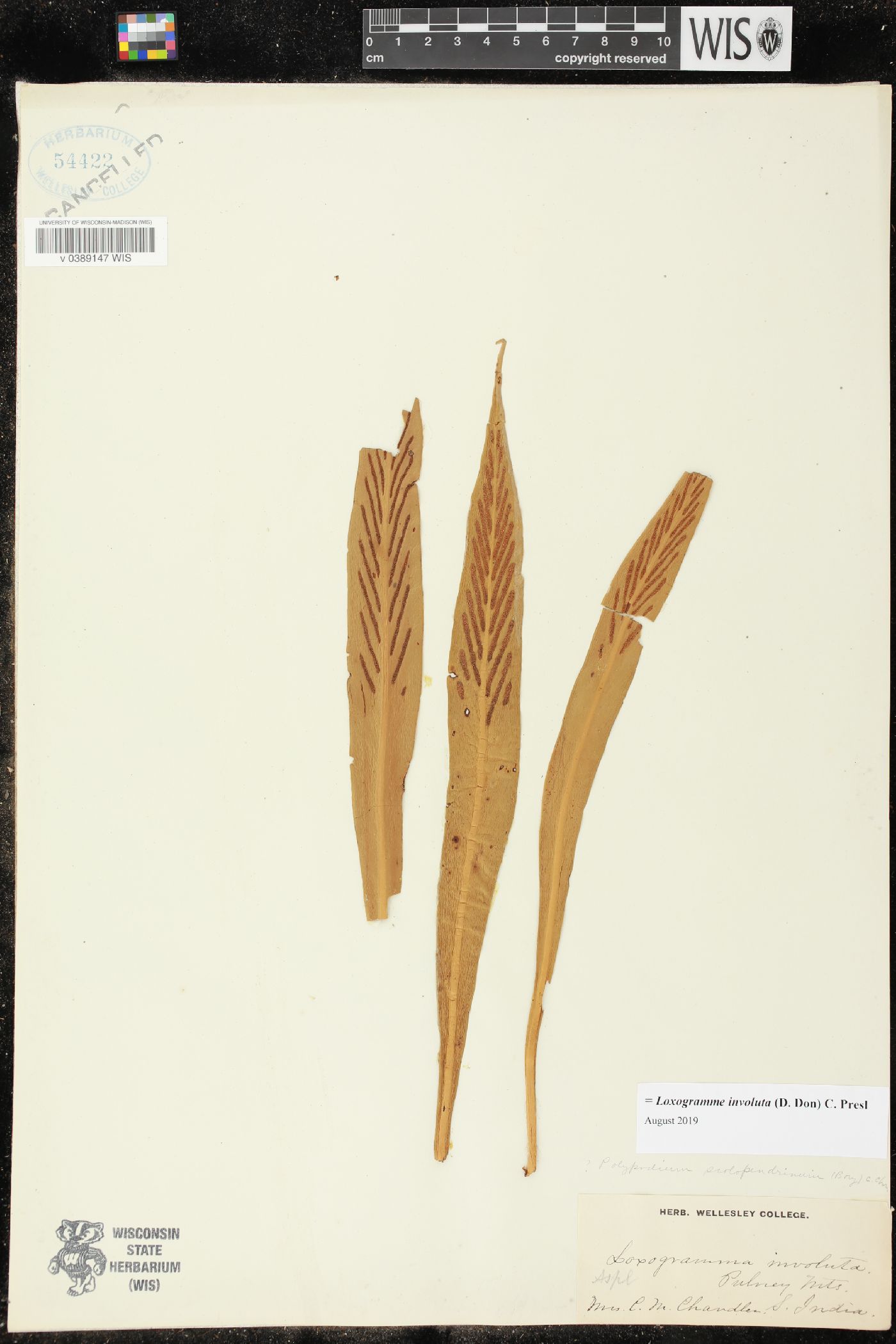 Loxogramme involuta image
