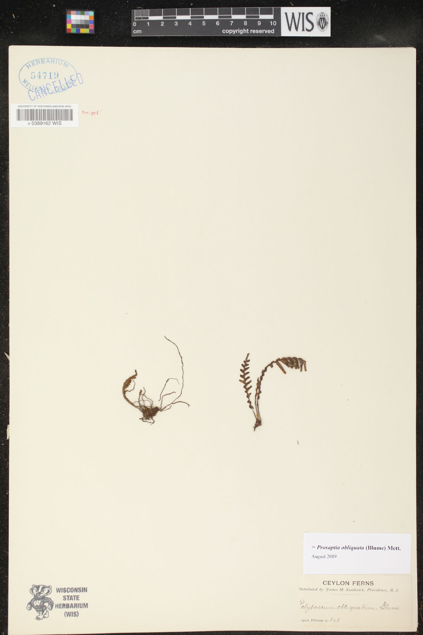 Prosaptia obliquata image